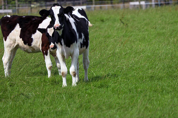 Beautiful Holstein young cows on green meadow, Lugo province, Galicia, Spain.