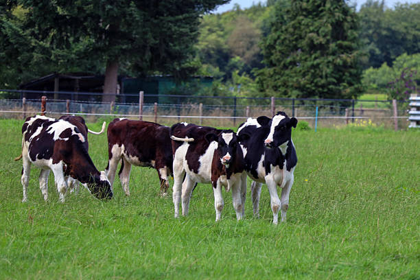 Young cows frolic playfully in the pasture in Oldebroek in the Netherlands