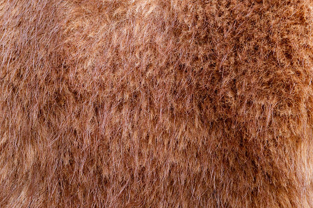 istock Coarse Animal Fur With Rustic Appeal, Dense Rugged Brown Fur Perfect For Rustic Interior Designs 2254049512
