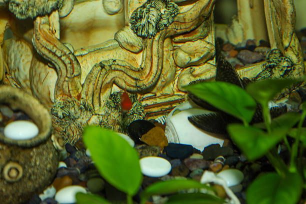 Detailed view of aquarium interior decor featuring a stony bottom, green plants, and an antique decorative structure. A small fish swims past ceramic figures and seashells, creating a cozy ecosystem for keeping ornamental aquatic inhabitants at home.