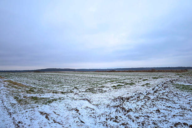 A vast agricultural field with young winter sprouts is covered with a thin layer of first snow under a wide winter sky. This panoramic view captures the calm majesty of nature awaiting frost,