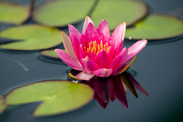 istock Waterlily in blossom 2254052217