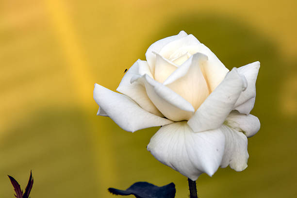 Beautiful white rose is blooming in a garden setting, with a blurred green background