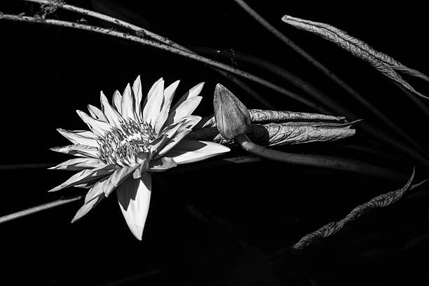Waterlily in blossom