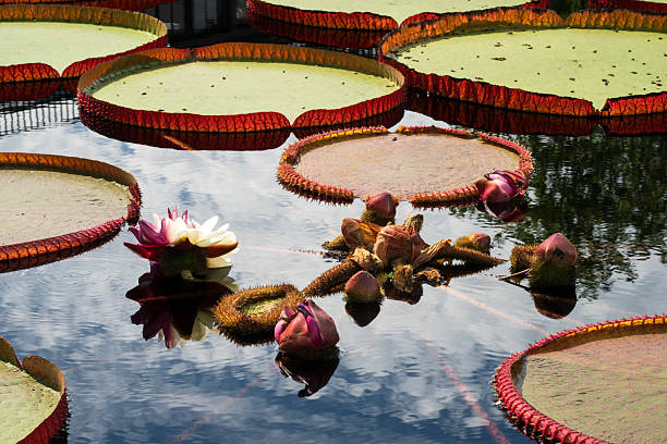 istock Aquatic garden in Summer 2254053472