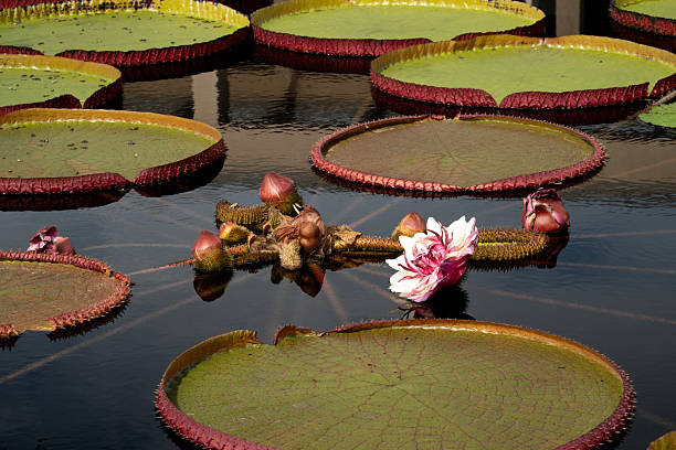 Waterlily in blossom