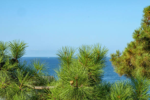 istock Sea view with pine trees on a clear summer day, Mediterranean coast 2254054453