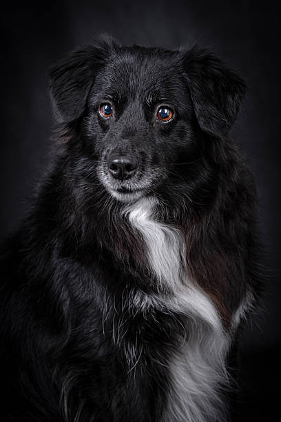 istock the portrait of happy Mongrel, Mutt  Dog 2254057741