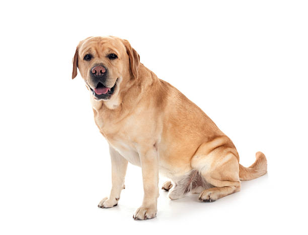 istock adult labrador retriever 2254058336