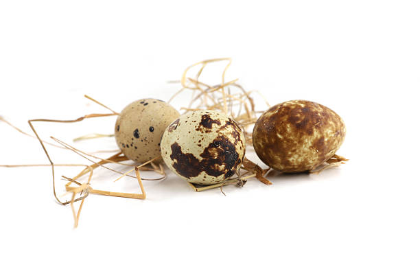 istock Quail eggs on straw isolated on white background. 2254058444