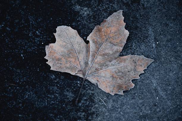 Fallen oak leaf at the asphalt in winter