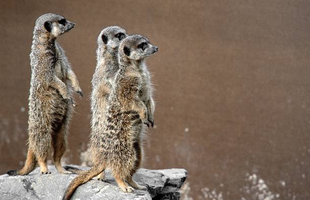 istock Three meerkats standing up and watching 2254059318