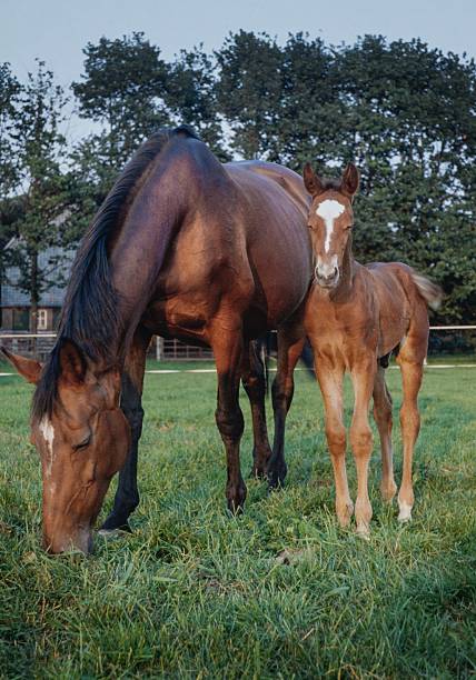 Mare horse with foal in Dutch meadow