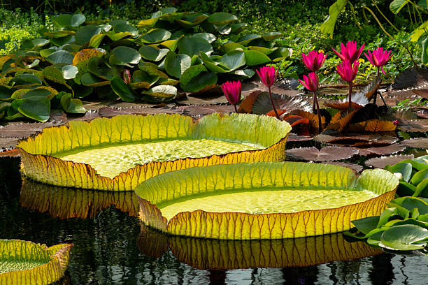 Aquatic garden in Autumn