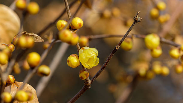 istock Yellow Buds of Wintersweet in Early Spring 2254060293