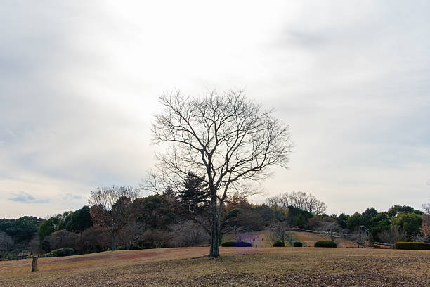 istock Solitary Leafless Tree in a Winter Field 2254062509