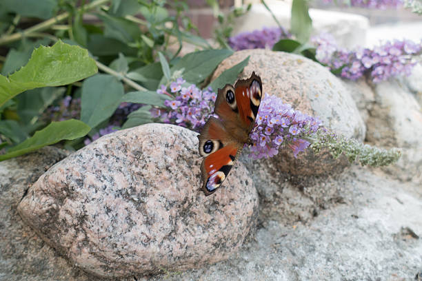 peacock eye butterfly flew into the spring flowering garden