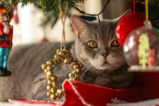 Adorable gray cat lying comfortably on the floor surrounded by Christmas ornaments and festive decorations. Cozy holiday atmosphere with warm light, evoking feelings of celebration, comfort, winter season, and home lifestyle.