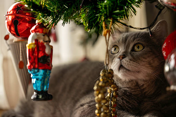 Adorable gray cat lying comfortably on the floor surrounded by Christmas ornaments and festive decorations. Cozy holiday atmosphere with warm light, evoking feelings of celebration, comfort, winter season, and home lifestyle.