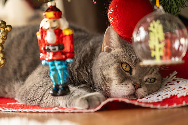Adorable gray cat lying comfortably on the floor surrounded by Christmas ornaments and festive decorations. Cozy holiday atmosphere with warm light, evoking feelings of celebration, comfort, winter season, and home lifestyle.