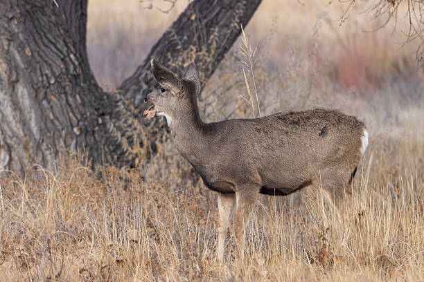 a mule deer doe in Colorado in autumn