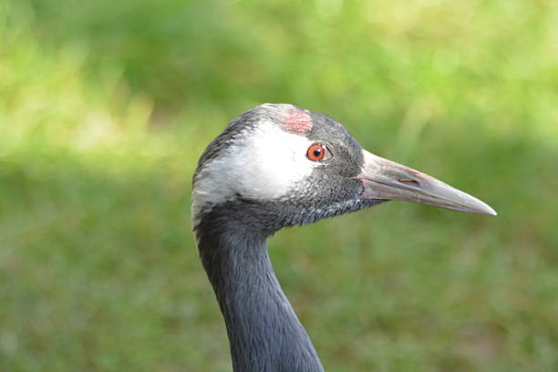 head shot of a crane