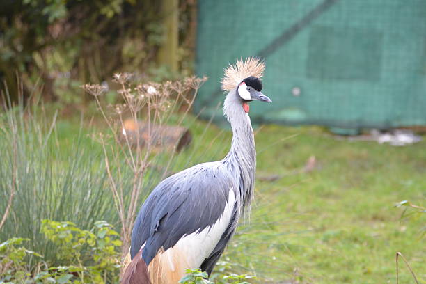 Portrait of a crane
