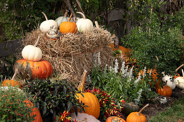 Pumpkins in Autumn garden