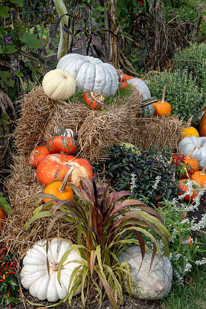 istock Pumpkins in Autumn garden 2254065650