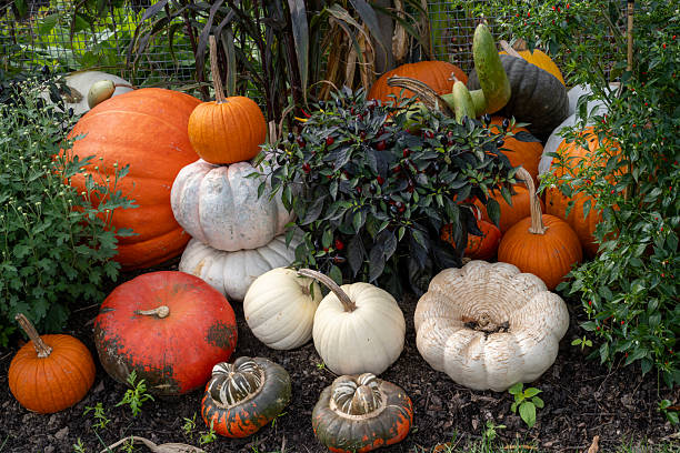 Pumpkins in Autumn garden