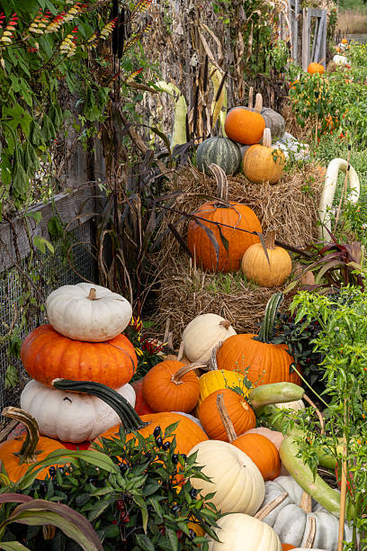 istock Pumpkins in Autumn garden 2254065669