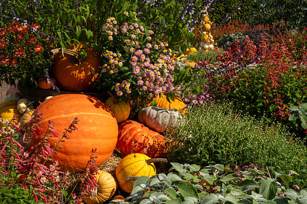 Pumpkins in Autumn garden