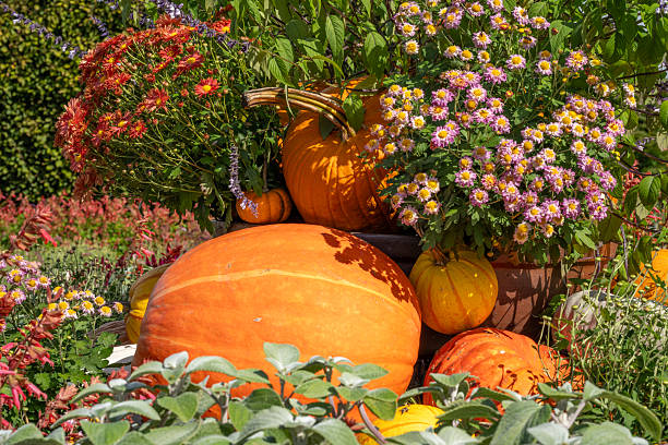 Pumpkins in Autumn garden