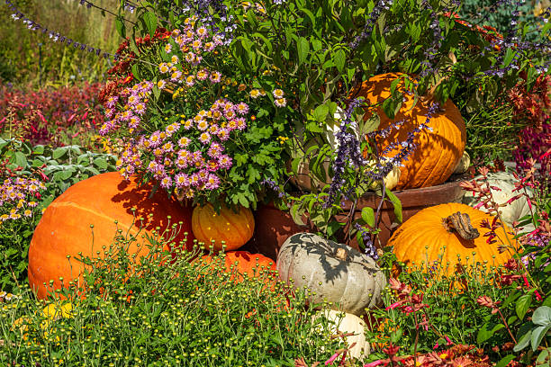 Pumpkins in Autumn garden