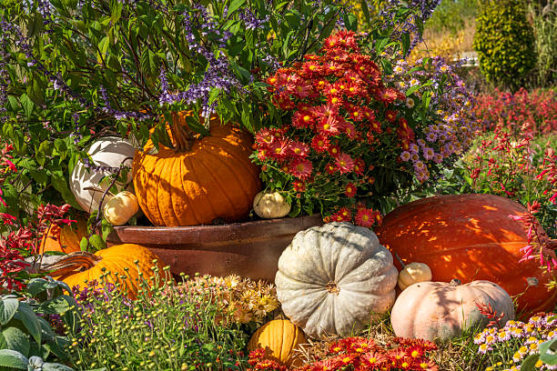 Pumpkins in Autumn garden