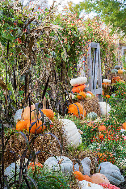 istock Pumpkins in Autumn garden 2254065729
