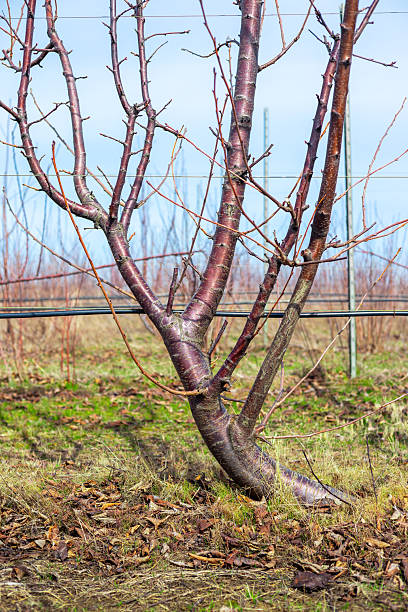 istock A mature cherry tree trained on a trellis in a farm garden in spring 2254065930