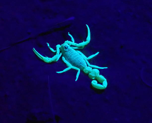 istock Scorpion (Apistobuthus pterygocercus) in the desert, with UV light 2254067321