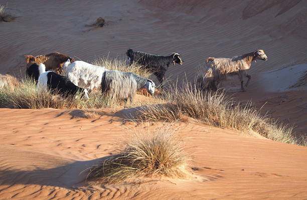 The Sharqiya Sands or Wahiba Sands is a region of desert in Oman