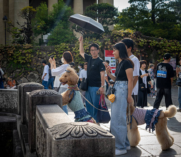 Dog walking and showing off their beauty in Kurashiki Japan