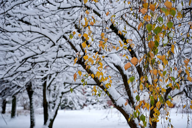 A serene scene of changing seasons, where the bright yellow and green birch leaves are covered with a thick layer of fresh white snow on the tree branches.