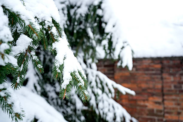 A close-up of spruce branches heavy with thick, fluffy white snow against an old red brick wall.