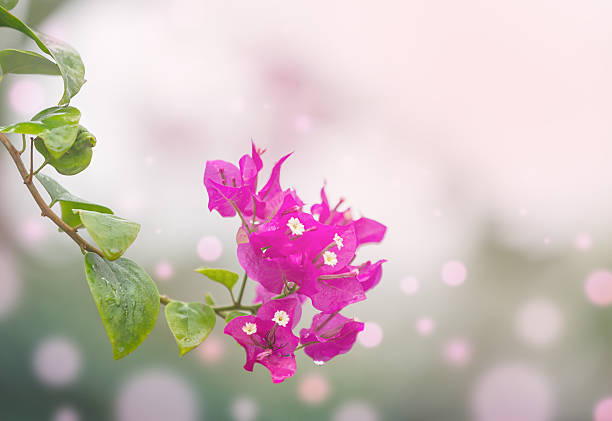 Abstract bokeh lights with blooming bougainvillea in a garden. Abstract background with pink flowers and soft magic bokeh. Delicate magic background. Floral wallpaper