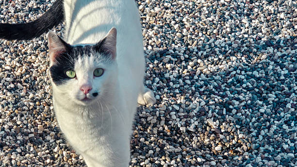 White Cat with Black Spots Standing on Pebbles