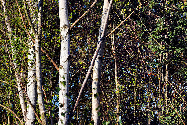 Autumn birch