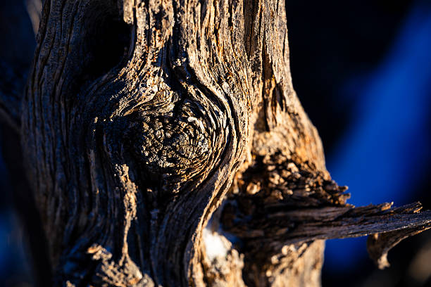 Weathered Juniper tree in sun with round pattern close up.