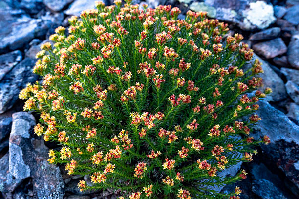 Rhodiola rosea