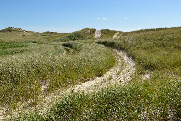 Off road vehicle track on sand dunes with grass