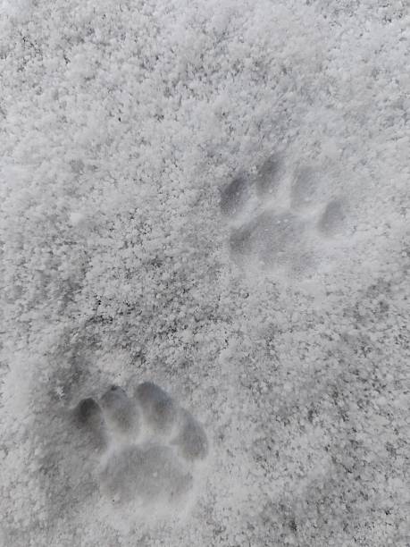 istock small cat paw prints in the snow 2254075233