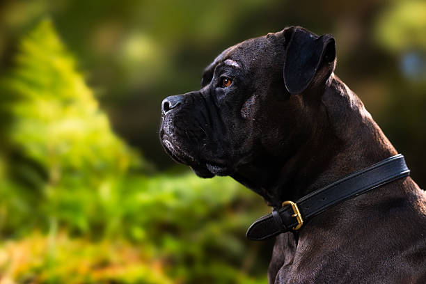 A dog stands still outdoors surrounded by greenery. The animal looks focused on something in the distance. Sunlight filters through the leaves, creating a natural backdrop. The dog wears a collar and seems to be observing its environment, taking in the sights and sounds of nature.